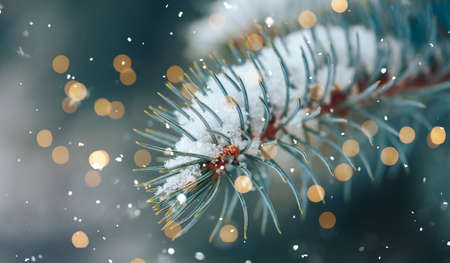 Close up macro photo, needles of blue spruce with snow outdoor and gold bokeh, selected focus.の写真素材