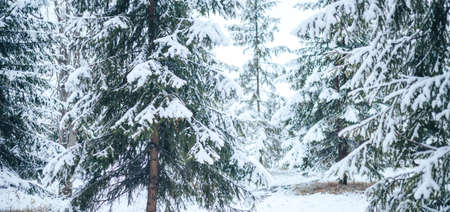 Winter forest with Christmas trees in the snow. Christmas and New Year mood. Long banner.の写真素材