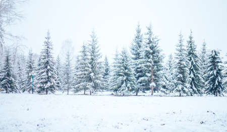 Winter forest with Christmas trees in the snow. Christmas and New Year mood. Long banner.の写真素材