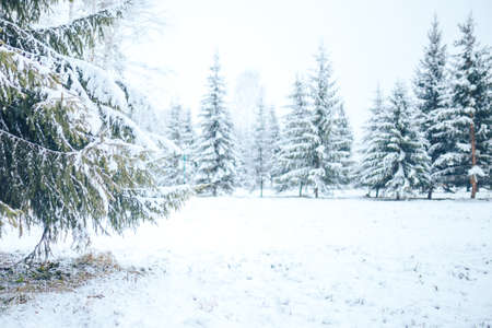 Winter forest with Christmas trees in the snow. Christmas and New Year mood.の写真素材
