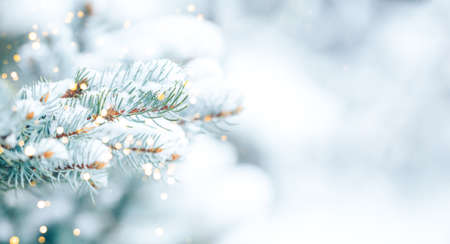 White snow lies on the branches of a Christmas tree. Photo for greeting cards. Christmas mood. Long banner.の写真素材