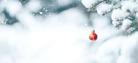 Red ball hangs on a branch of a Christmas tree. Photo for greeting cards. Christmas mood. White snow lies on the branches of a Christmas tree. Long banner.の写真素材