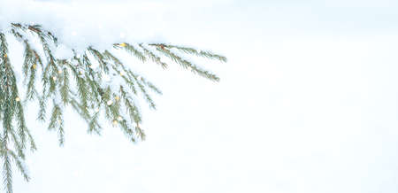 White snow lies on the branches of a Christmas tree. Photo for greeting cards. Christmas mood. Long...