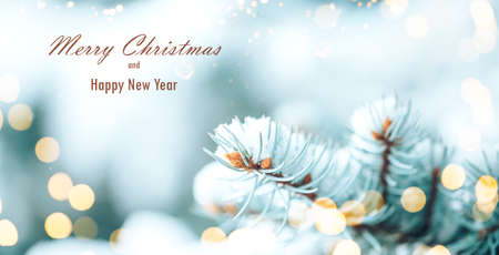 White snow lies on the branches of a Christmas tree. Photo for greeting cards with the inscription merry christmas and happy new year. Christmas mood. Long banner.の写真素材