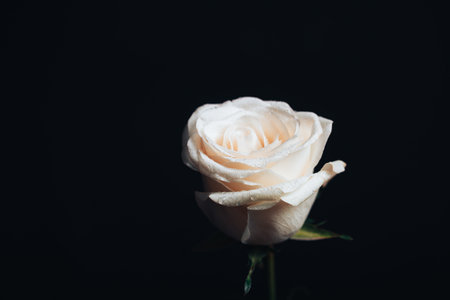 Beautiful fresh rose of white color on a black background. Place for text. Photo for a greeting card.の写真素材