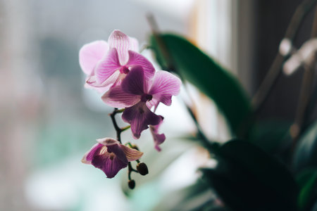 Blooming purple orchid grown at home. Taking care of home plants. Photo for a greeting card.の写真素材