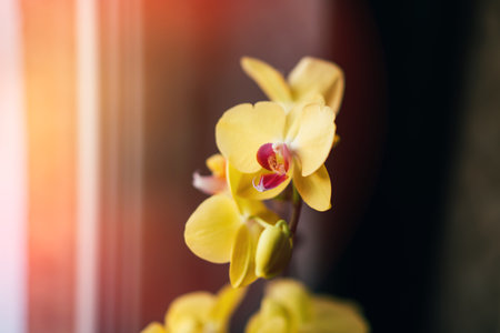 Blooming yellow orchid grown at home. Taking care of home plants. Photo for a greeting card. selected focus on flowerの写真素材