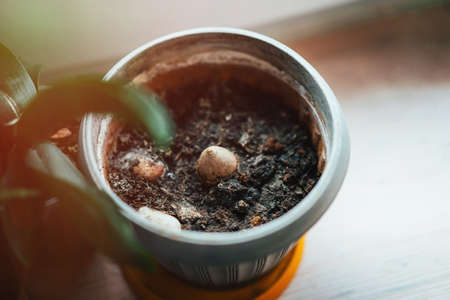 Seeds in a pot of soil. Spring sowing of plants and flowers at homeの写真素材