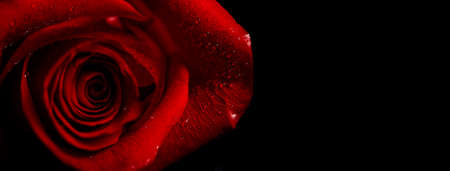 Beautiful fresh rose of red color on a black background. Place for text. Photo for a greeting card.の写真素材