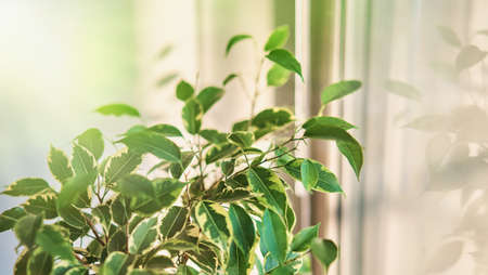 Beautiful ficus in front of the window. Houseplant care. Spring time.
