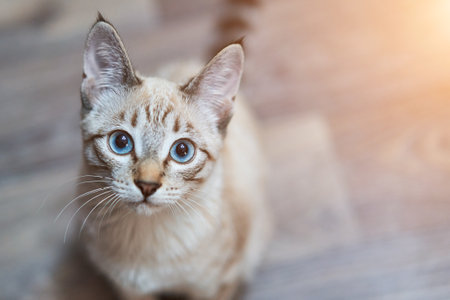 A gray-colored cat sitting on the floor and looking at the camera. Blue eyed cat.の写真素材