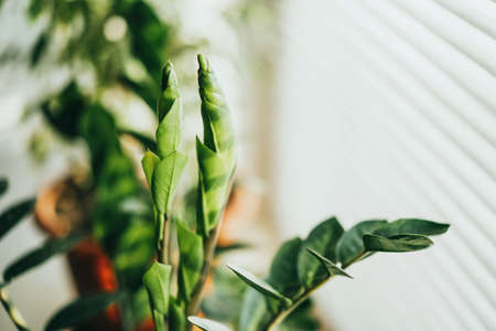 Growing Zamioculcas at home. Beautiful indoor exotic plant in front of the windowの写真素材