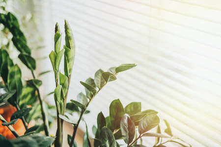 Growing Zamioculcas at home. Beautiful indoor exotic plant in front of the windowの写真素材