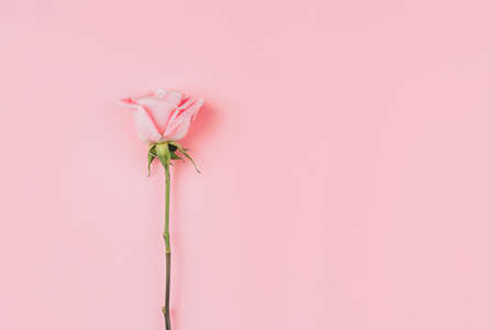 Beautiful rose against pink background. Free space for text.の写真素材