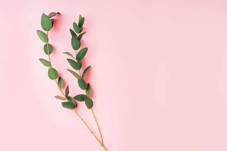 Beautiful twig with green leaves on pink background. Free space for text.の写真素材