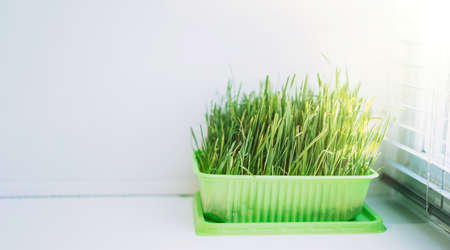 Cat grass for feeding domestic cats on a white windowsill