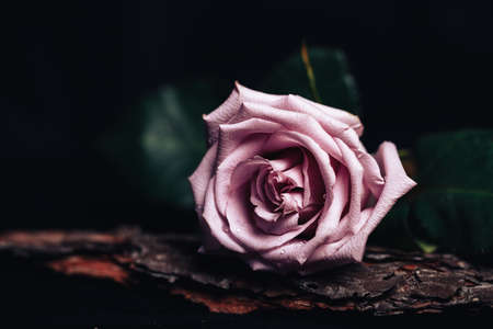 Beautiful fresh rose of pink color on a black background. Place for text. Photo for a greeting cardの写真素材