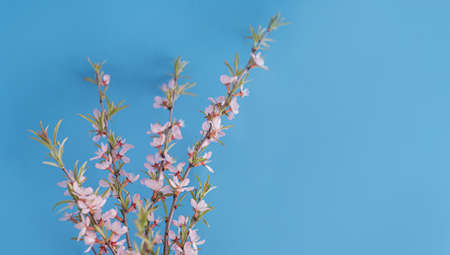 Wild Pink almond bloom on blue background. Spring time.
