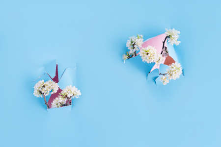 Blooming branch of bird cherry with white flowers in front of blue background in holes in paper...