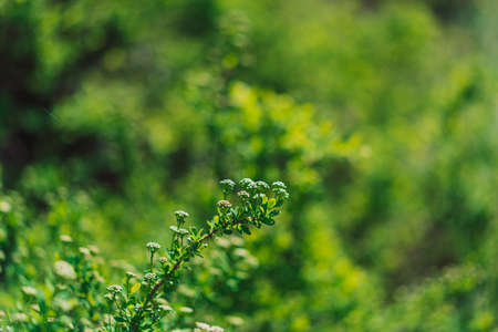 Branches with leaves of wild rose close-up. Spring time concept.