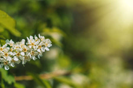 White blooming bird cherry close-up. Springtime concept.の写真素材