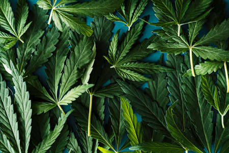 Background of green cannabis leaves close up.の写真素材