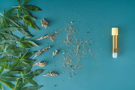 Many hemp leaves and hemp oil on green background.の写真素材