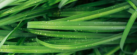 Background of long green leafed grass.