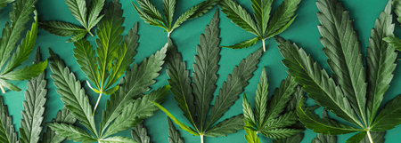 Background of green cannabis leaves. long bannerの写真素材
