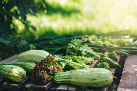 Freshly picked vegetables lie on wooden pallet.の写真素材