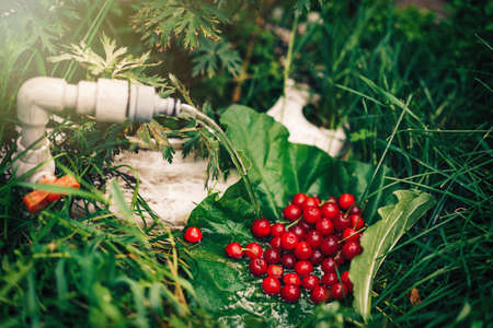 Ripe red cherries are washed underwater on large sheet.