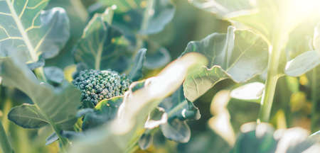 Head of large cabbage growing in the garden.の写真素材