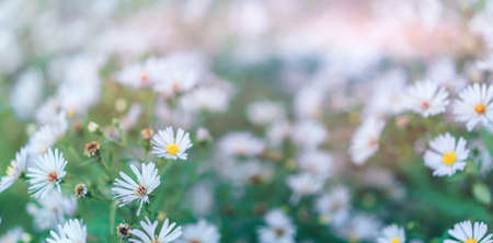 Big bush of blooming daisies outdoors.