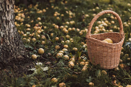 There are many fallen pears and basket of pears on the grassの写真素材