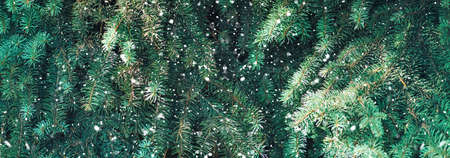 Christmas tree branches background with falling snowの写真素材