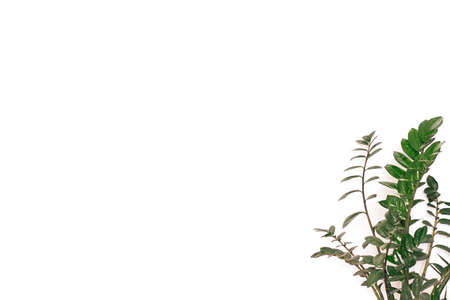 Zamioculcas on the right side of the white background.の写真素材