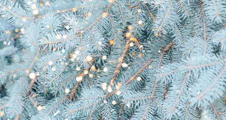 Branch of blue spruce against the background of falling snow and lights from garlands.の写真素材