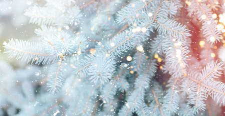 Snowy branch of Christmas tree against the background of falling snow and lights from garlands.の写真素材
