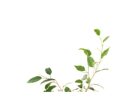 Home flower branch with green leaves against white backgroundの写真素材