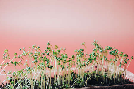 Tray with young parsley sprouts with water drops against pink backgroundの写真素材