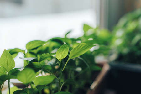 Young pepper sprouts against blurred background Earth day
