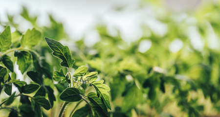 Lots of tomato bushes in the sun, Earth dayの写真素材