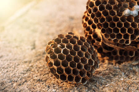 Hornet hive with empty honeycombs close upの写真素材