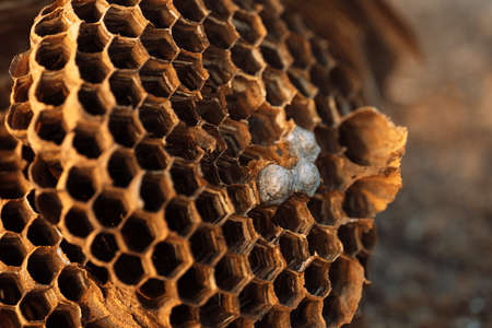 Hornet hive with empty honeycombs close up