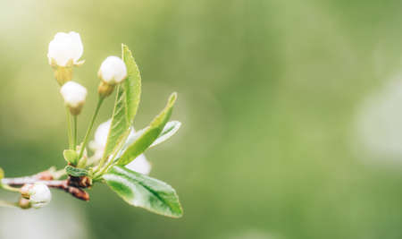 Tree branch with white flowers and green leaves against blurred backgroundの写真素材