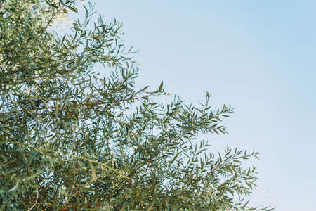 Willow tree branches with green leaves against blue skyの写真素材