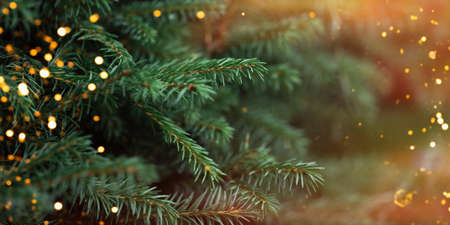 Christmas tree branches with a garland with sunlight
