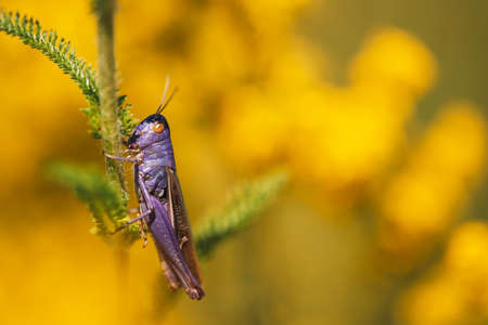 Bright purple locust sitting on plant trunk against yellow background