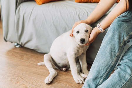 Girl sitting on the couch stroking a puppy Alabaiの写真素材