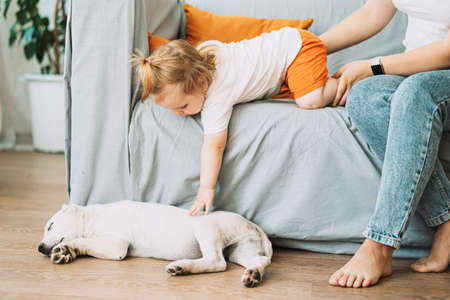 Little girl on the couch trying to pet a puppy lying on the floorの写真素材